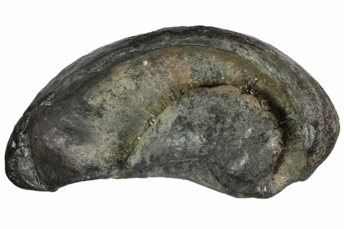Fossil Whale Ear Bone - Miocene #99976